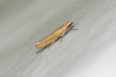 Ypsolopha unicipunctella