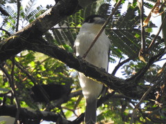 Pachyramphus rufus