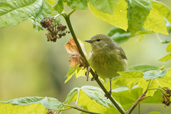 Leiothlypis celata orestera