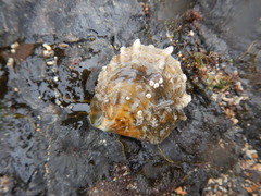 Pinctada margaritifera