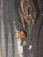 Anurogryllus arboreus