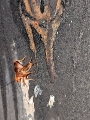 Anurogryllus arboreus