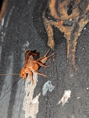 Anurogryllus arboreus