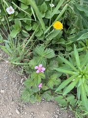 Rubus arcticus