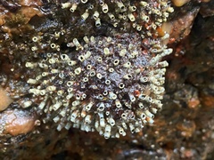 Dodecaceria fewkesi