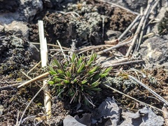 Sabulina dawsonensis