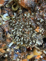 Dodecaceria fewkesi
