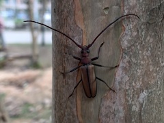 Aegolipton marginale