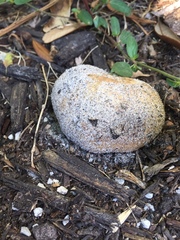 Pisolithus thermaeus