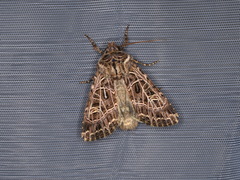 Sideridis reticulata