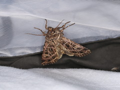 Sideridis reticulata