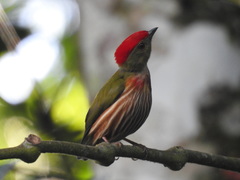 Machaeropterus striolatus
