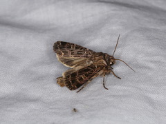 Sideridis reticulata