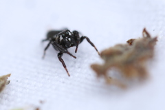 Metaphidippus manni
