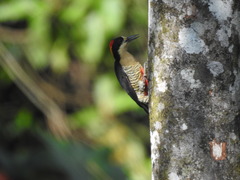 Melanerpes pulcher