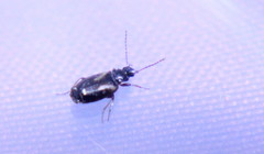 Axinopalpus