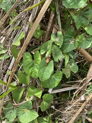 Ipomoea setifera