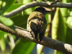 Picumnus olivaceus