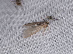 Acentria ephemerella