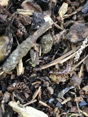 Lithobius variegatus