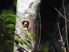 Melanerpes pulcher