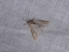 Acentria ephemerella