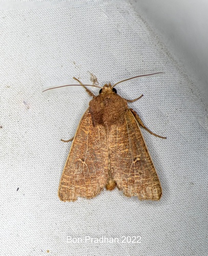 Mythimna hackeri