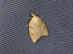 Aleimma loeflingiana