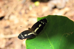 Castilia