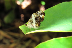 Castilia