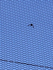 Pachysphinx occidentalis