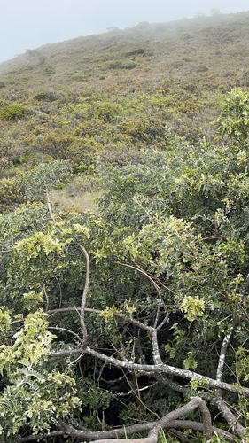 Laburnum, 2022-05-18
