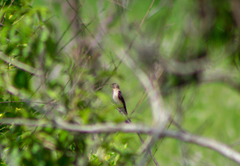 Stelgidopteryx ruficollis