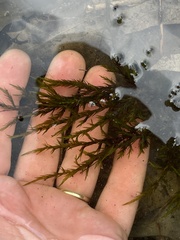 Fontinalis sphagnifolia