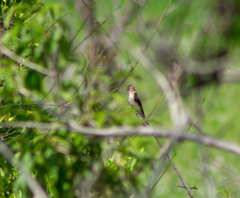 Stelgidopteryx ruficollis