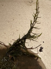 Fontinalis sphagnifolia