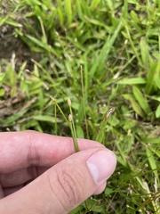 Eleocharis retroflexa