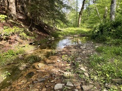 Fontinalis sphagnifolia