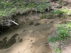 Fontinalis sphagnifolia