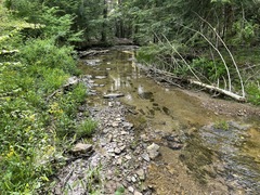 Fontinalis sphagnifolia