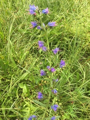 Echium vulgare pustulatum