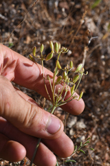 Lomatium congdonii