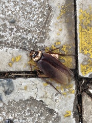 Periplaneta americana