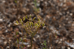 Lomatium congdonii