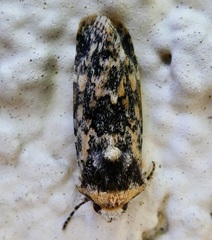 Sympistis singularis