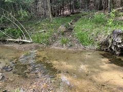 Fontinalis sphagnifolia