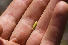 Lomatium congdonii