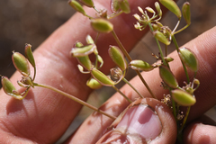 Lomatium congdonii