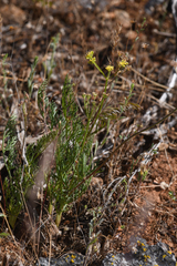 Lomatium congdonii