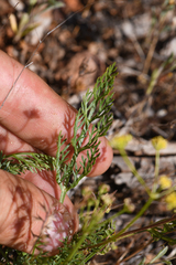 Lomatium congdonii